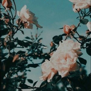 Meet your Posher, Marissa